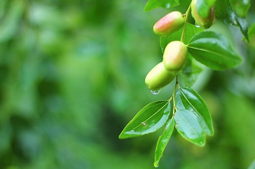 ナツメの苗植え〜収穫までの育て方！栽培時期や剪定方法・病害虫の対策など｜育て方Labo(育て方ラボ)