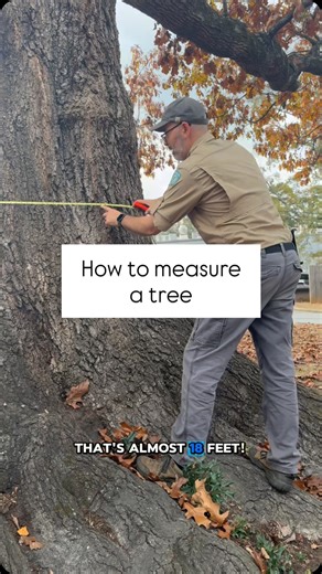 How do you measure a tree? This oak is one of the largest ITP! #championtrees #quercusrubra #northernredoak | Trails of Mason Mill
