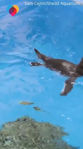16K views · 103 reactions | These two penguin chicks were finally able to take their first ever swim. The rockhopper penguin practiced with caretakers at the Shedd Aquarium in Chicago, before the graduate to bigger habitats ❤️ | The Uplift | Facebook