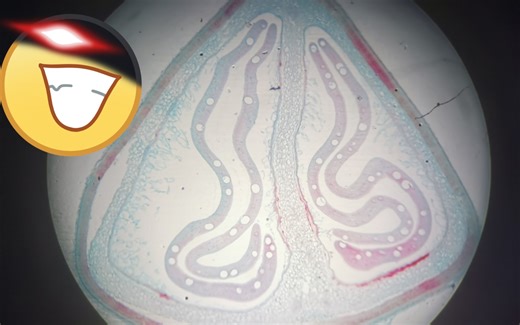 中药鉴定学，金银花（腺毛，非腺毛，花粉粒），葶苈子，菟丝子，补骨脂（种皮栅状细胞，草酸钙结晶），牵牛子