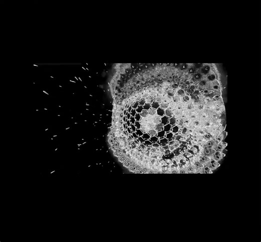 Victims of Electromagnetic Wave Surveillance and Attacks by the Security and Public Security Police Some people report being victims of: Electromagnetic wave surveillance “Thought reading” Electronic harassment Organized stalking NPO “Tech Crime Net” in Japan, reported (in their 2025 survey of 3,000 people) that “thought monitoring” became the most frequently reported harm, surpassing sleep disturbance. Some believe this increase is connected to the Specially Designated Secrets Protection Act, a