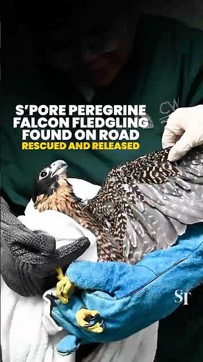 Young peregrine falcon seen by vets after it's found on the ground