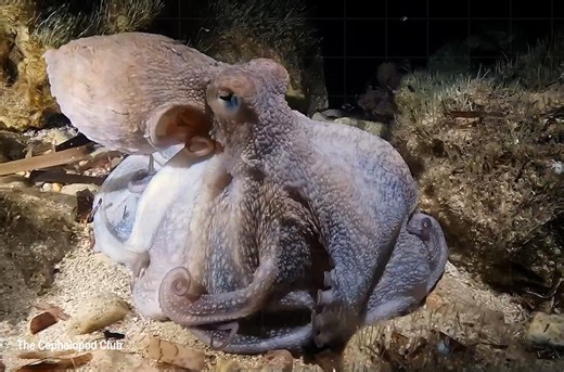 This octopus grew a ninth arm—which soon developed a mind of its own