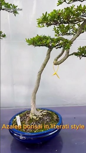 Literati-style azalea bonsai