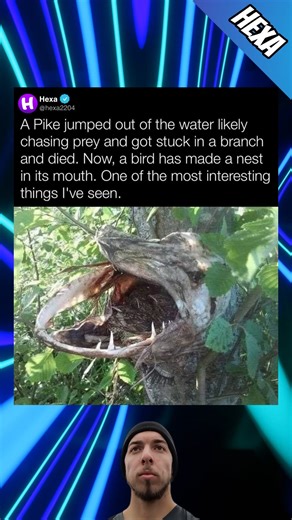 Mind blowing pike tree