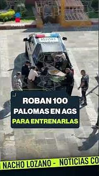Hombres roban 100 palomas en Aguascalientes para entrenarlas como mensajeras | #Shorts |Nacho Lozano
