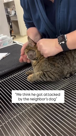 Whitney Bullock on Instagram: "It wasn’t a raccoon, a dog, or even an opossum… when a cat comes in with an abscess like this, we know right away it was from another cat! And this guy was fighting face-to-face- which is why he took one right to the cheek! If they get one on their bum, we know they were trying to run away!!! #vetmed #vettech #catpeople #catlovers #groomers #rescuecat #mainecoon #ragdolls #gato #vetmed"