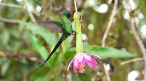 1.2K views · 30 reactions | Long Tailed Sylph feeding in a passiflora flower. Great bird from the North of Peru. Photo Bird Tour . www.peruwildbirds.com | Peru wild birds | Facebook