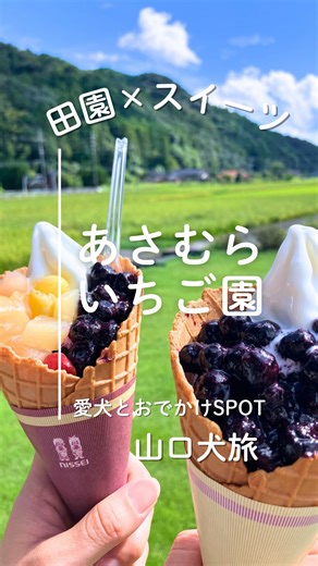 山口犬旅🐶|山口県|愛犬とおでかけ on Instagram: "←愛犬と行ける山口県おでかけSPOT発信中 他の投稿はコチラ🐶@dog.ymgc 保存して自分だけの おでかけリスト🐕🚶を作ろう 今回は『田園風景で楽しむソフトクリーム』をご紹介しました 📲あさむらいちご園 @asamura_ichigo 山口市徳地にてイートインも楽しめるソフトクリーム店 新鮮なイチゴとブルーベリーを楽しめます イチゴはビニールハウスで朝採りにこだわる徹底ぶり ソフトクリーム以外にも農産物やジャムなどの加工品も販売されています 愛犬と『のんびりしたい時間を』過ごしたい方は 是非行って見てね！ ________________________ 📍あさむらいちご園 🌏〒747-0233 山口県山口市徳地岸見野尻３５５−１ 🚘駐車場あり ⏰10/1から2/1までは10:00~17:00まで 🚪月曜日休み※祝日の場合は火曜日 🐶テラス席OK、わんこメニュ