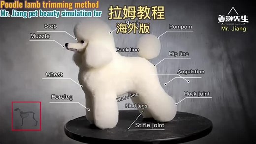 宠物美容课程：提升你的专业技能！