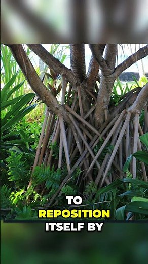 Trees Can Walk? Nature's Strangest Trick
