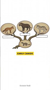 The First Dogs Were Cat-Sized