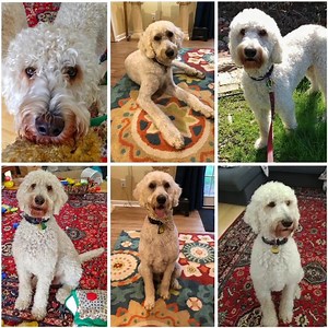 UPDATE: ACE HAS BEEN ADOPTED!♥️ Ace-GA, a 20 month old Labradoodle, is available for adoption. He is in a foster home near Atlanta, GA and needs a special understanding adopter. To read about Ace and what he needs for success in his new home, see his listing here: https://www.petfinder.com/dog/ace-ga-47229398/ga/woodstock/idog-rescue-inc-tx1224/ | IDOG Rescue - Labradoodle & Goldendoodle Rescue