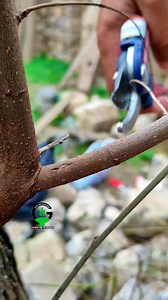 4.7M views · 10K reactions | Plant grafting techniques of fruit plants in spring | Easy Grafting Techniques | Facebook