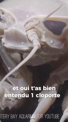 Le plus GRAND cloporte du monde ! 🪲🪳