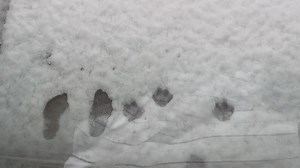 28K views · 1.5K reactions | It’s coming down. I have to go shovel every hour or else I have a nightmare on my hands. Sold the snowblower two days ago. Not going to sell it in the Spring but right before a blizzard sold in 30 minutes on market place and he was here three hours later to get it before the storm. Won’t need it where we are moving. Guess you can eliminate some states. | The Cat Named Carrot | Facebook