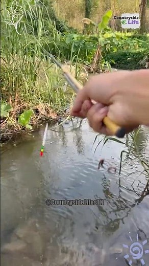 Daily Life of Village Fishermen – Nature and Simplicity #fishingvillage #countrysidefishing #shorts
