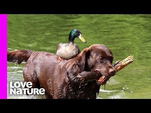 Why Dogs Are Awesome! | Oddest Animal Friendship | Love Nature