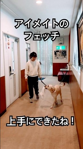 ■フェッチ【公式】公益財団法人アイメイト協会 #盲導犬 #アイメイト #shorts