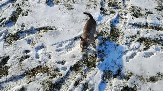 Siberian Husky puppy for sale