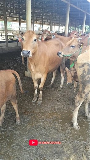 cow sound funny mooing/video of cows gathering in a pen #shorts #cowsound #cow #hsfarmchannel