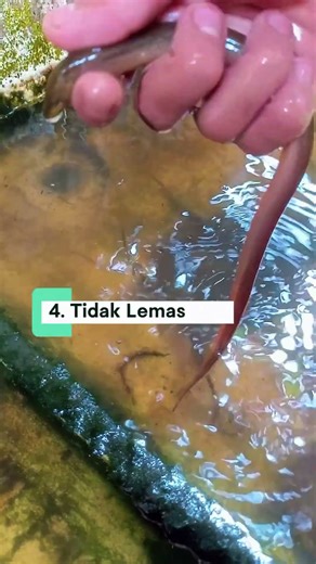 Ciri Bibit Belut Sudah Siap Tebar ke Kolam Lumpur