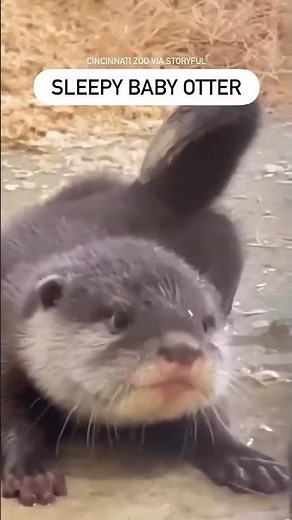 Adorable Baby Otter Lets Out Big Yawn at Cincinnati Zoo