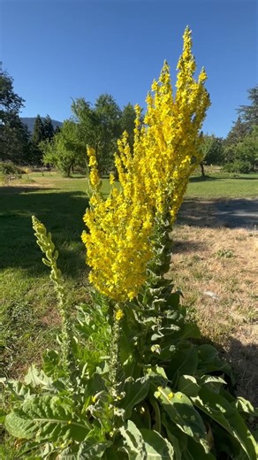 Greek mullein (Verbascum olympicum)