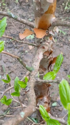 Stewartia koreana (Korean Stewartia) Tree moving