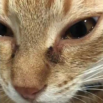 🔴Obstrução de Ducto Nasolacrimal em cães e gatos levando a Epífora. @hospitalbichofashion 24h