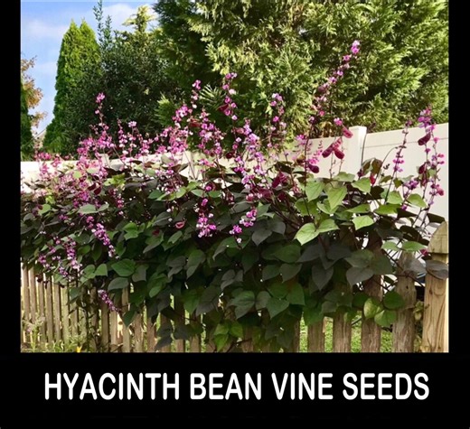 12/ Fresh Organic 2026 HYACINTH BEAN Vine Seeds Experienced USA Grower. Lush Annual Vine. Beans Edible When Young. - Etsy