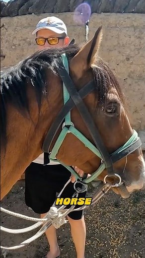 What Not To Do When A Horse Is Pooping 😂💩