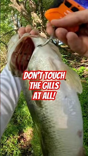 How To Use A Hook Style Fishing Scale the Right Way