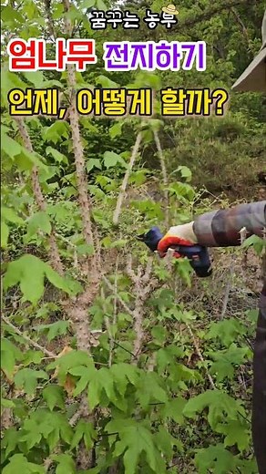 [꿈꾸는농부] 엄나무, 전지 시기와 방법 #엄나무 재배 #엄나무가지치기 #엄나무 전지 #전원생활 #farming #꿈꾸는텃밭 #특용작물 #정원관리 #food #농사일지 #농사노하우