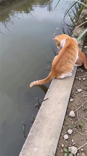 Cat Catches Fish On Camera — Funny Cat Fishing Video