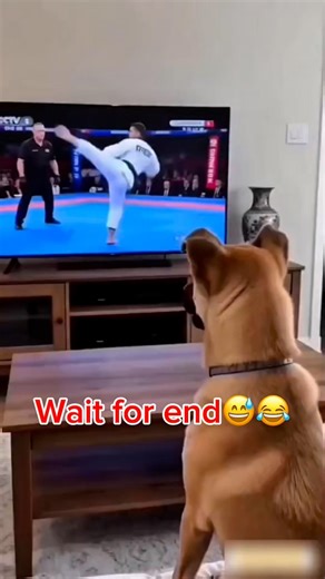 Wait for end😅😂 #funny #dog #shorts