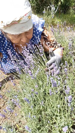 Guess the plant. #plantsukraine #flora #village #viktorua #short #lavender #smila #botany