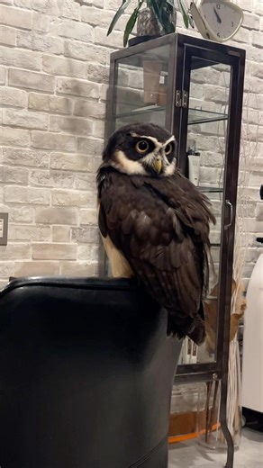一日店長マサムネ Store Manager Owl #cute #animals #owl