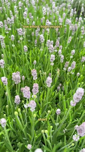 Low Maintenance Plants 🌿 high impact garden ideas for beginners