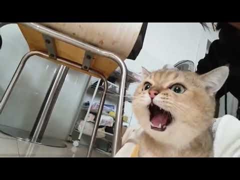Angry Cat Warning Mode 😾🔥 | Fierce Meowing to Scare Others!