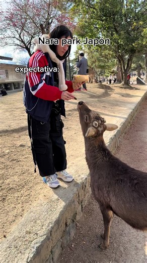 Explora Nara: Humor y Animales en Japón