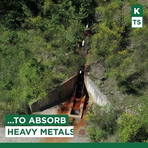 Aquatic mint boasts proven depolluting abilities used to purify contaminated rivers. | Klorane Australia