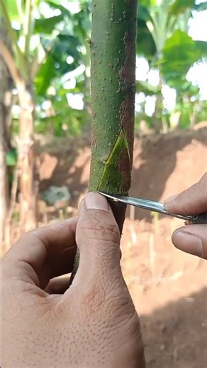 How to Propagate Plants Quickly 🌿 #Shorts