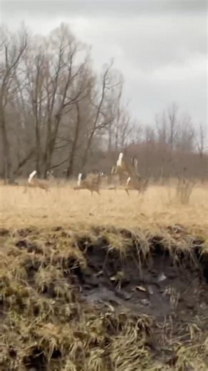 Herd of Deer Jumping a Fence