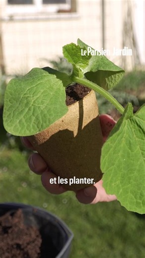 Comment réussir sa plantation de courges pour obtenir une généreuse récolte ?