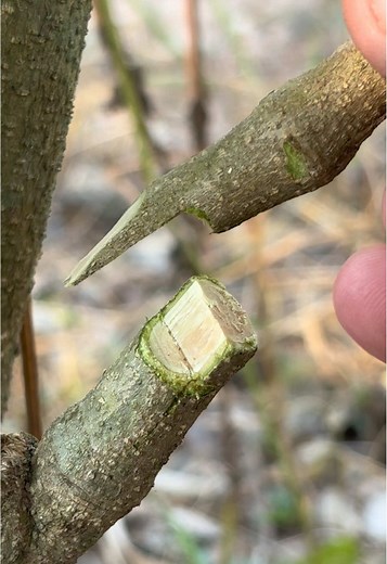 Grafting Lignum Vita into a garden ornamental plant. #grafting #garden #chagarden