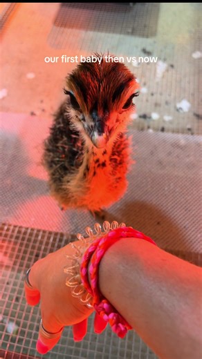 Ostrich Cuteness: Our Baby's Transformation Over Time