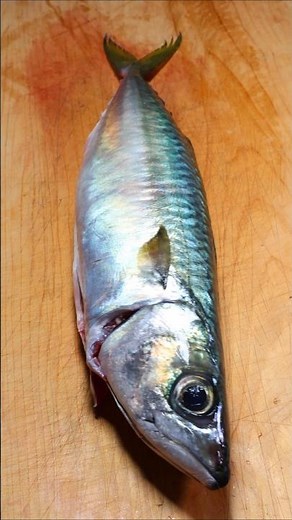 美味すぎる「しめサバ」の作り方 でかサバで作る絶品レシピ #鯖 #レシピ #魚の捌き方