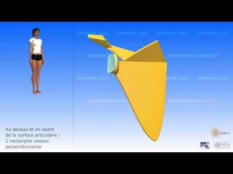 La scapula (omoplate)