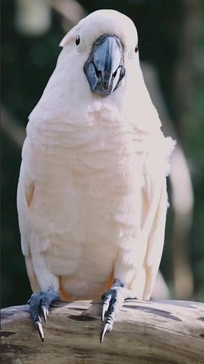 Beautiful White Cockatoo | Smart Talking Parrot | Amazing Bird Video